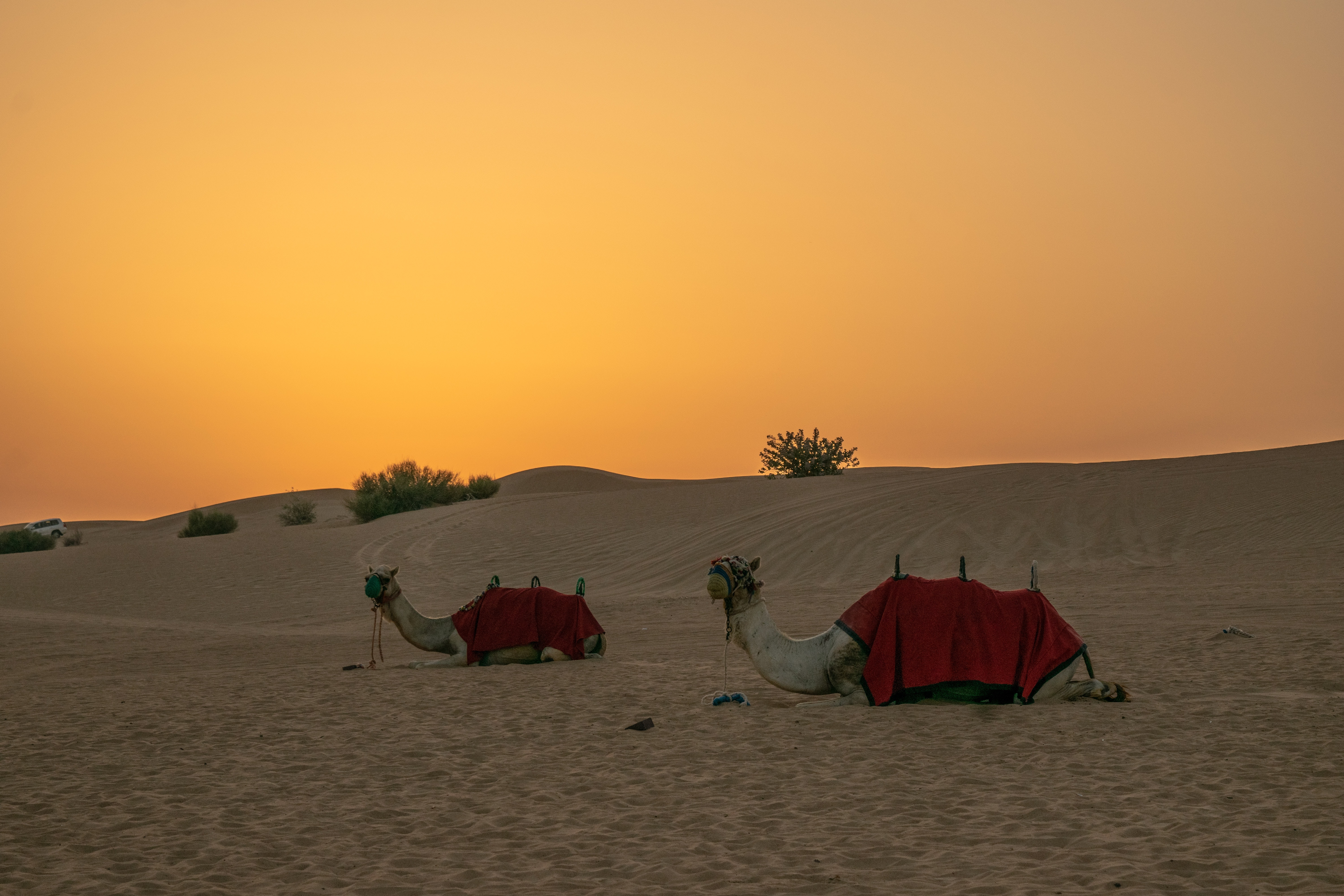 Old Dubai Deira Travel Guide 2026 | Best Places to Visit in Historic Dubai