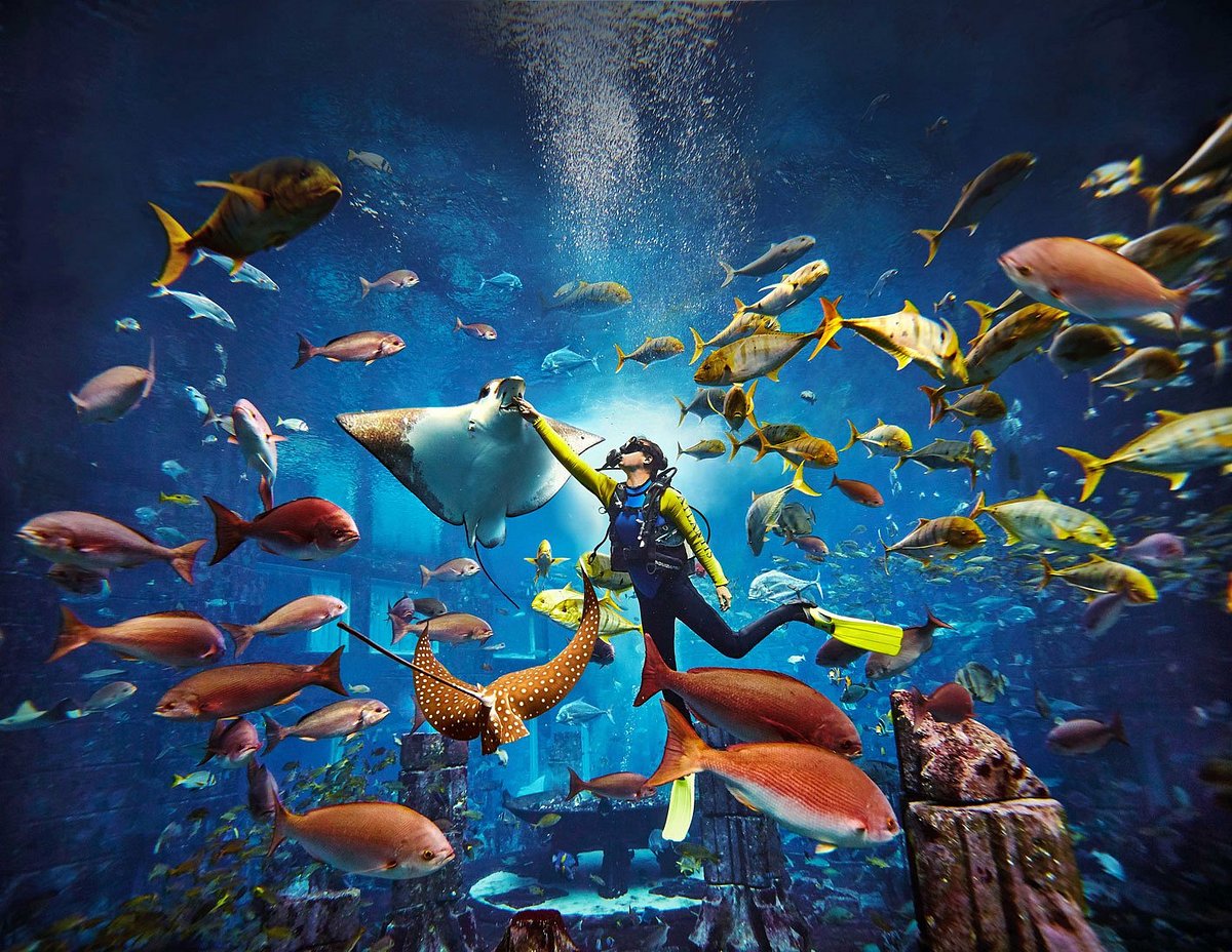The Lost World Aquarium, Atlantis The Palm photo 3