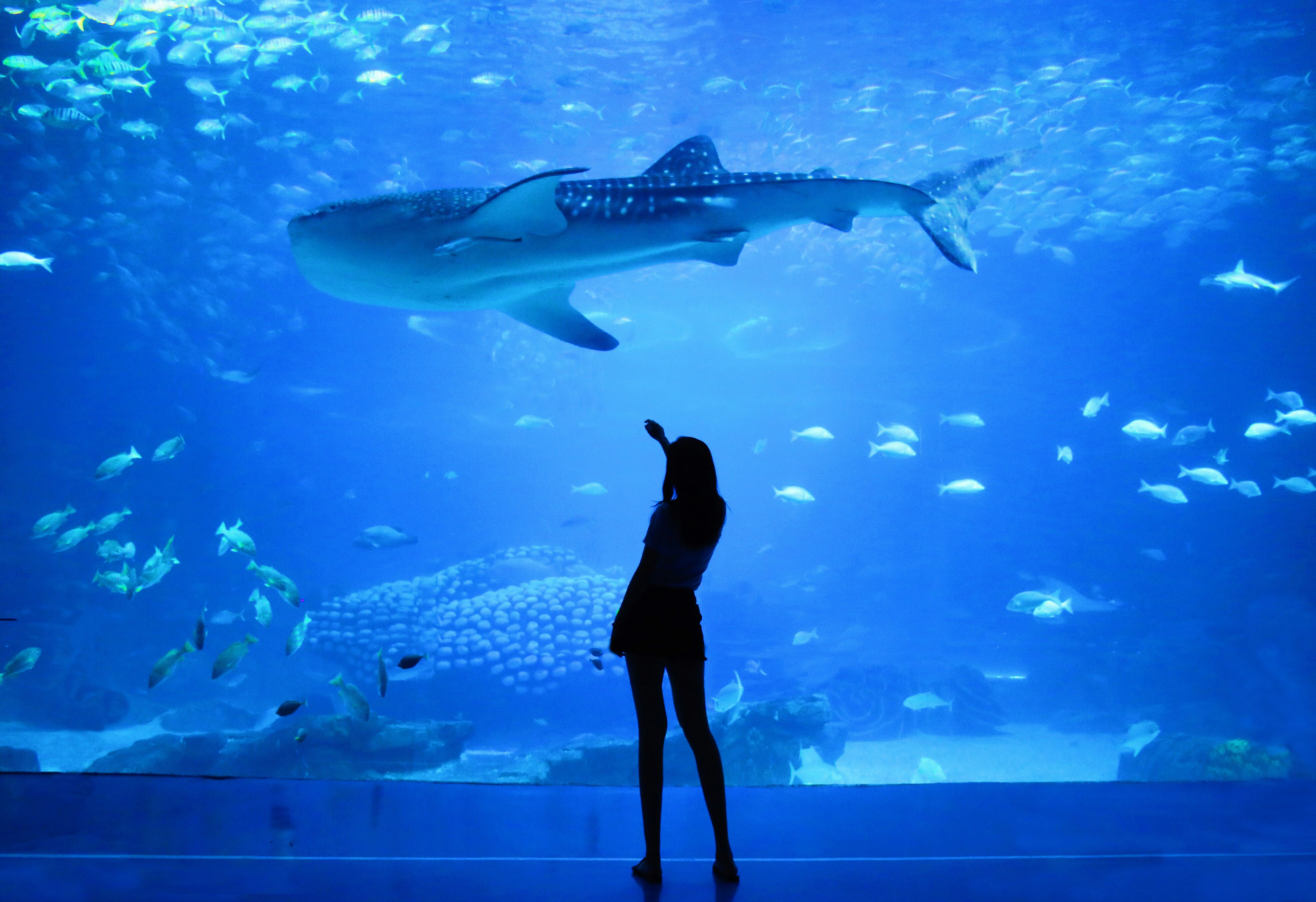 Aquarium & Underwater Zoo